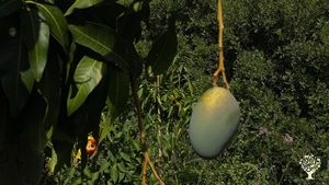 Regenerative farmhouse in the forest of Ibiza