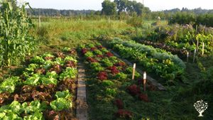 Growing over 90 different vegetables using permaculture principles selling to the Local Markets
