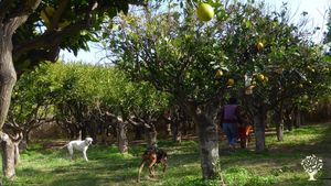 Organic farm (trees and veggies) and open market on Syros island