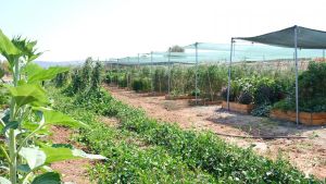 Barbaros Farm Yerel Deneyimler ve Agroturizm Merkezi