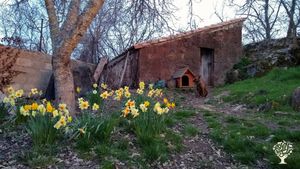 Ali by the chicken shed