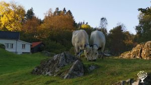 Smallholding, Family farm, Homestead, Agritourism Destination, Eco Lodge/Wilderness Adventures,