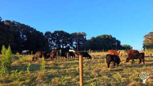 140+ acre regenerative farm raising beef, lamb, pork, chicken, duck, and turkey