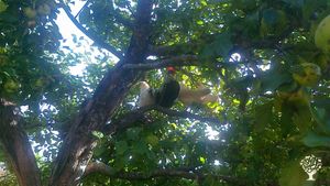 Family farm, goats, ducks and hen, vegetable garden.