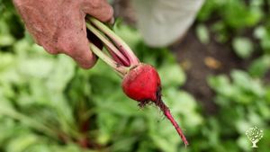 Family owned diversified farm with CSA and farm stand