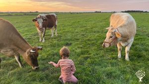 Biologische melkveebedrijf met schapen en zoogkoeien in Amsterdam