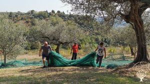 Casa familiare e giardino - rurale, Frutteto, Produzione ortaggi, Olivi
