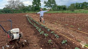 Planting tomatoes