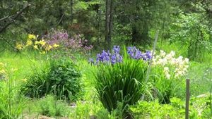Garden  and orchard with extensive berry and vegetable plantings bordering Kootenai national forest.
