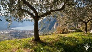 Azienda biologica nell'Alto Garda trentino