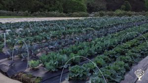 Year round farm, growing mixed vegetables, culinary mushrooms & microgreens.