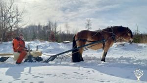 Pulling in firewood for the winter.