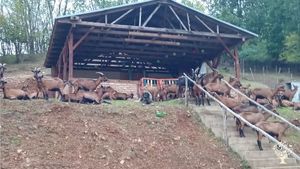 Our goat and sheep farm is located in the village of Kruševica, in southern Serbia.