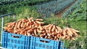 Ferme maraîchère de 5 hectares selon le modèle bio-intensif (J.M. Fortier)