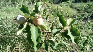 Chacra con parque, huerta, frutales, monte