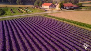 Lavendelfeld & Hof
