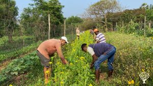 60-year-old Renerative-Organic-Agroecological farm in Auroville (south-east coast of India).