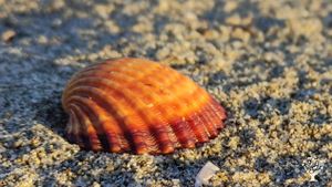 ASSOCIAZIONE CULTURALE