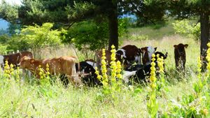 Ferme biologique dans le cantal : vaches laitières, vente directe de farine, viande, oeufs, paille..