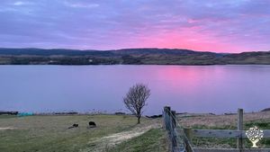 Croft by the sea with native sheep, felting and berry orchard