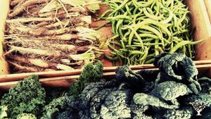 Alternative co-operative community, Educational Centre, Agritourism Destination, Market Garden