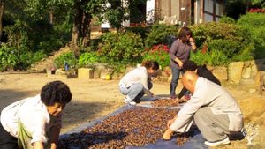 <JN111>지리산 자락의 녹색 물결, 차밭 /The Green Waves of Jirisan Foothills, Tea Plantation