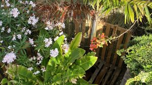 Organic Mango Finca