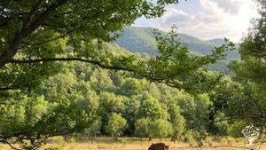 Family home and garden - rural, fruit orchards, veggie beds & family pets / horses, dogs and cats.