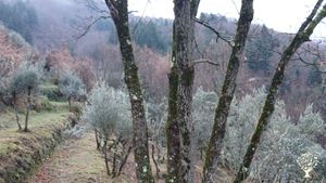 alcuni dei nostri olivi. Abbiamo una piccola oliveta che lentamente stiamo recuperando.