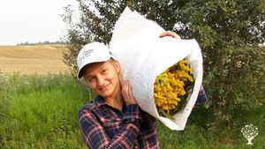 WOOFFer wildcrafting goldenrod