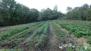 Production de préparations naturelles pour la santé des cultures et des sols