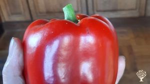 One of many, harvested in the greenhouse (3 × 9 meters)