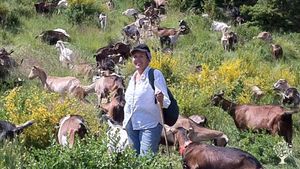 Exploitation agricole de 150 caprins  et transformation fromagère