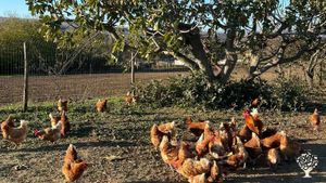 Azienda agricola bio cerealicola, con galline allevate all'aperto e un piccolo orto