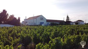 Vistas das vinhas.
View from the vineyards