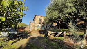 Bioolivenhain in der Nähe des Taygetos