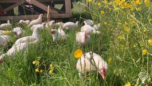 Holistic planned grazing:  sheep, chicken and trees in symbiosis