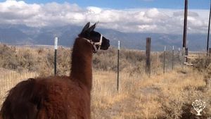 Our farm is an oasis of life surrounded by the Sangre de Cristo Mountains in Colorado