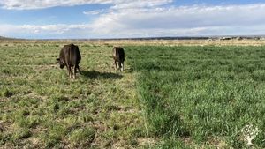 Dairy  & multi-species pasture meat business offering stone fruit, honey & specialty storage crops