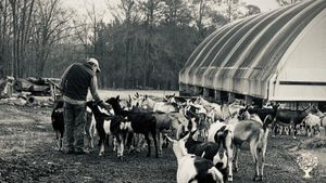 Sustainable goat dairy producing a variety of goat milk products.