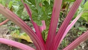 BIPOC-operated certified organic vegetable farm in Lincoln, MA