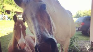 Organic sustainable farm OR Theatre/Art  Wwoofing residency opportunity