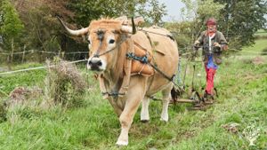 Ferme agro-sylvo-pastorale