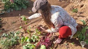 Lieu d'accueil au milieu du désert marocain avec potager.
