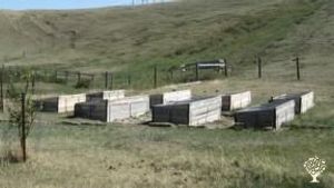 Raised garden beds with garlic, lettuce, chard, spices and more!