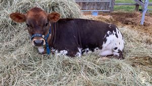 Small scale farm, dairy, horses, garden and chickens in the Kluane Mountain range