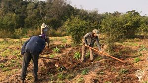 Chacra agroturistica agroflorestal. Restaurando un pedacito de selva.