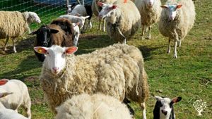Natur-Erlebnis-Hof, Weinberg, Tierhaltung / Viehzucht, Obstgarten, Bauernhof, Waldstück