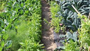 Saatgutvermehrung historischer Sorten und Gartenraritäten -Seed propagation of garden varieties