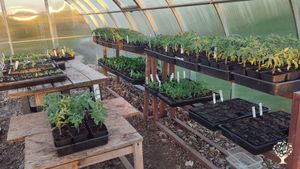 Tomato and flowers seedlings